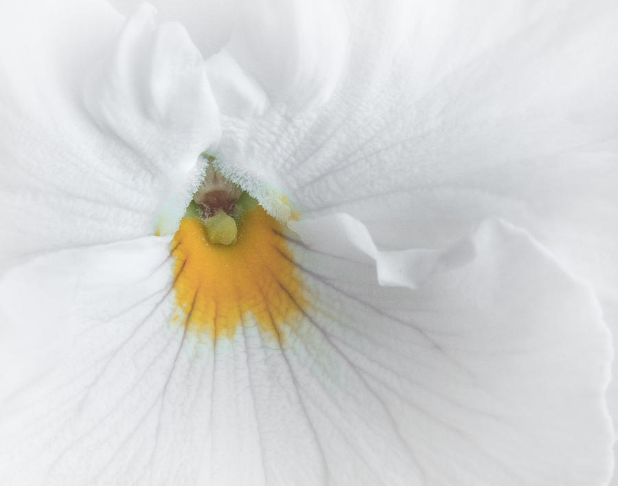 White Pansy Photograph by David and Carol Kelly