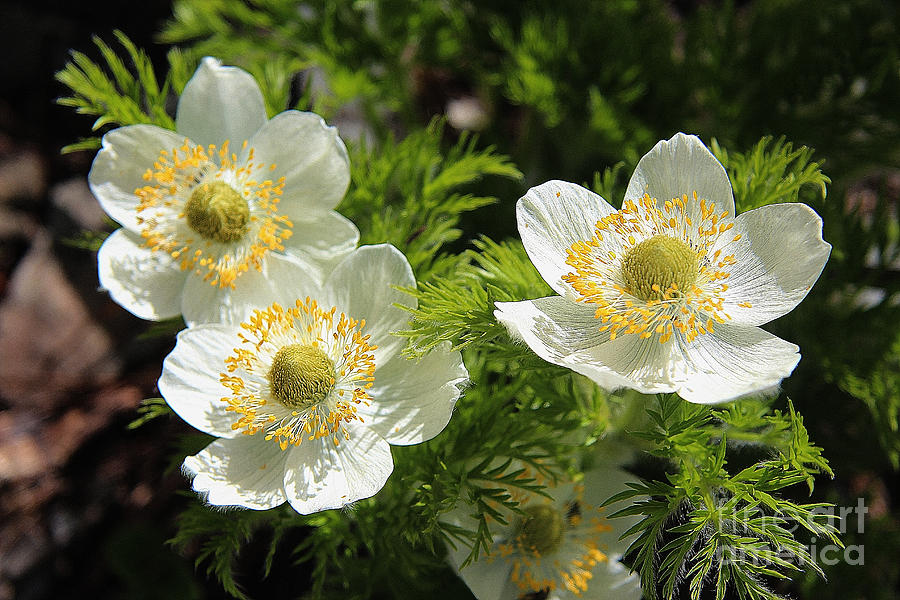 White Pasque Flower aka Towhead Babies Photograph by Vickie Emms - Fine ...