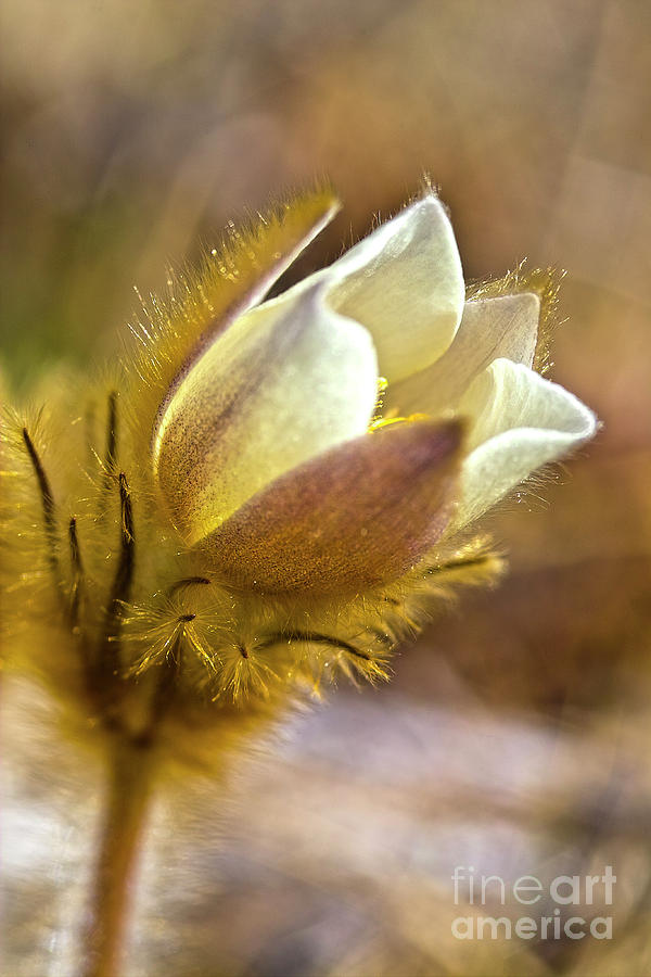 Nature Photograph - White Pasqueflower by Heiko Koehrer-Wagner