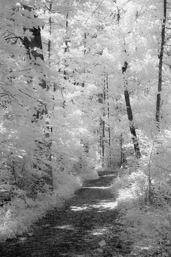 Nature Photograph - White Path by Dan Urban