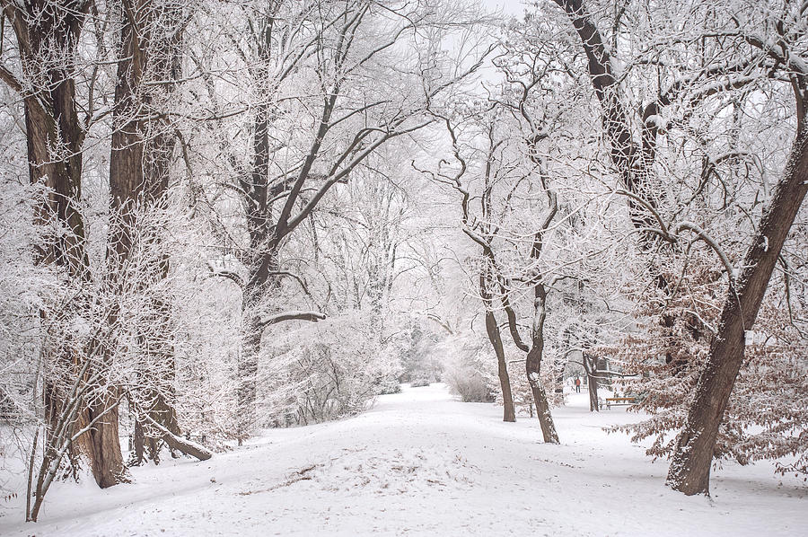 White Path to Winter Dream Photograph by Jenny Rainbow