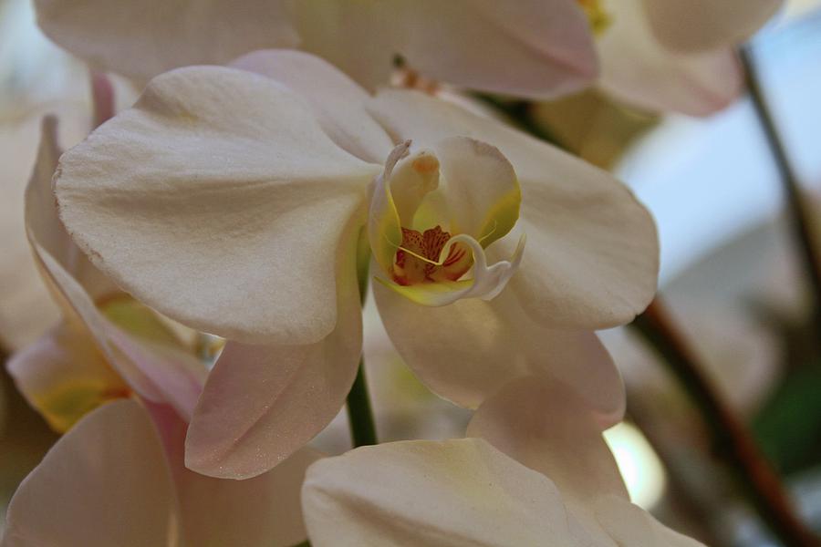 White Peabody Orchid II Photograph by Michiale Schneider