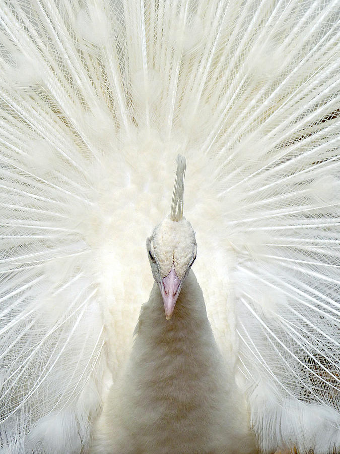 White Peacock 7 Photograph by JustJeffAz Photography