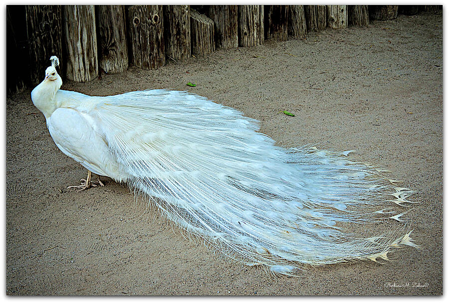 Peacock Photograph - White Peacock Beauty by Barbara Zahno