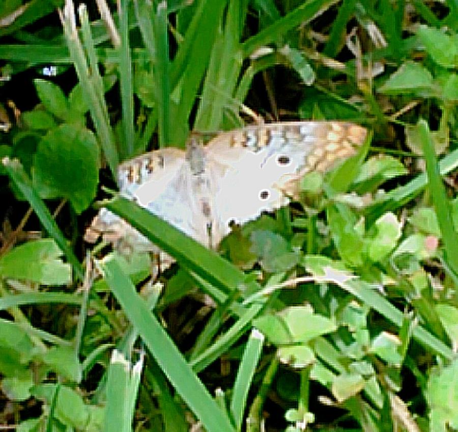 White Peacock Butterfly by Andrew Blitman White Peacock Butterfly by Andrew Blitman