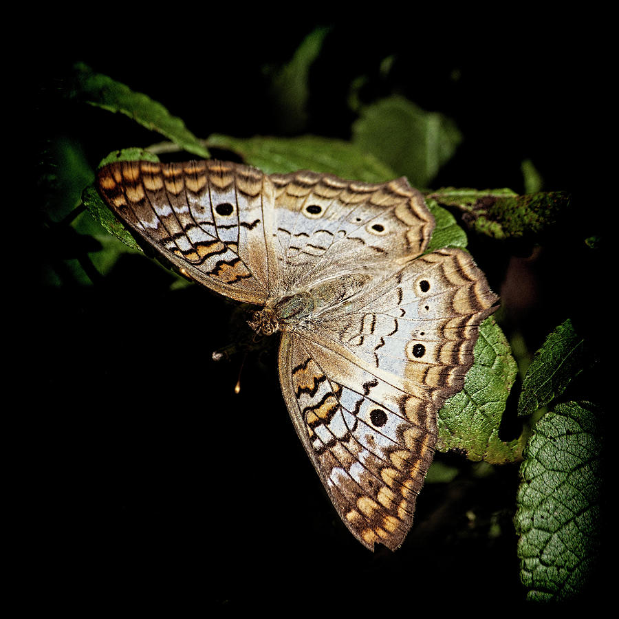 White Peacock Butterfly 2 by Andrew Chianese White Peacock Butterfly 2 by Andrew Chianese