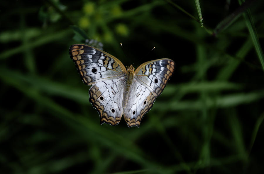 White Peacock Butterfly Photograph by Dick Hudson