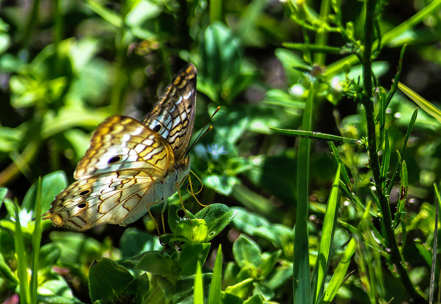 White Peacock Butterfly by GK Hebert Photography White Peacock Butterfly by GK Hebert Photography