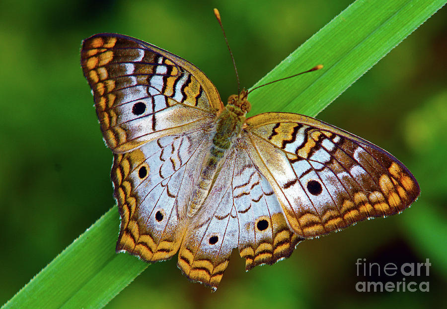 White Peacock Butterfly Photograph by Larry Nieland