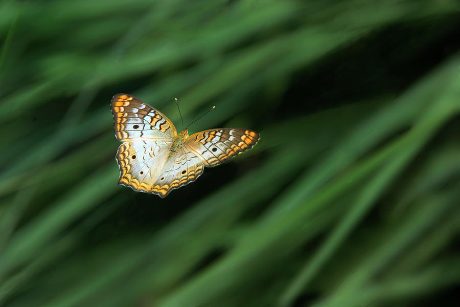 White Peacock Butterfly Flying Photograph by Mitch Spence