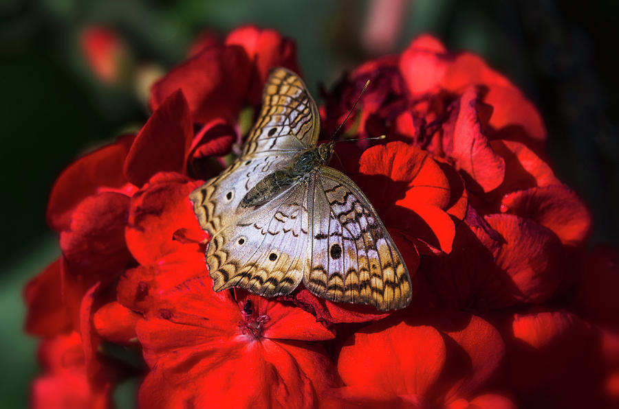 White Peacock Butterfly on Red Flowers  Photograph by Saija Lehtonen