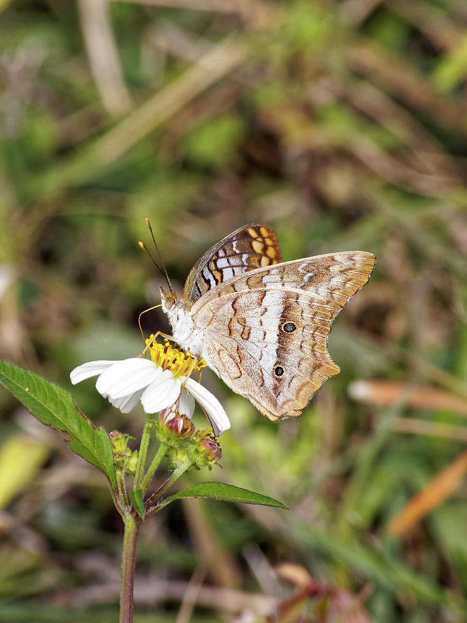 White Peacock Butterfly Posing On Spanish Needles Wildflower Photograph By Jill Nightingale 8231