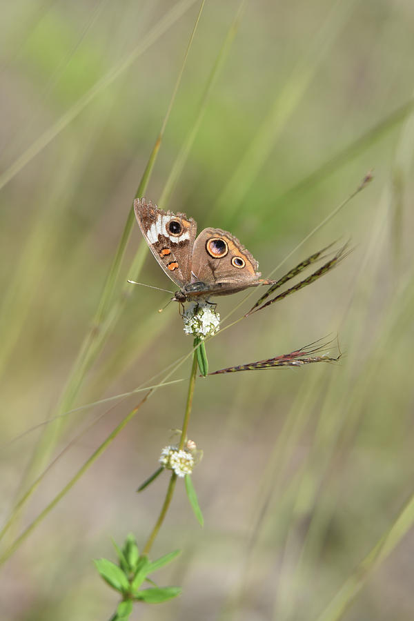 Buckeye Butterfly Resting on White Flowers Photograph by Artful Imagery