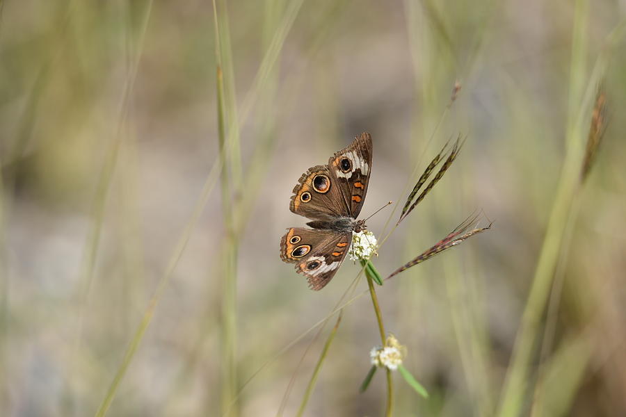 Buckeye Butterfly Resting On White Flowers - Horizontal Photograph by Artful Imagery