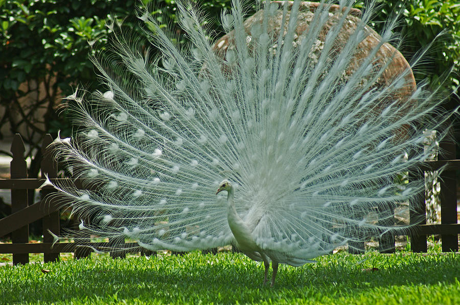 White Peacock Full Fan Photograph by Maria Keady - Fine Art America