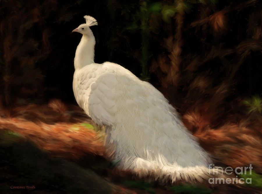 White Peacock in Golden Hour Painting by Constance Woods