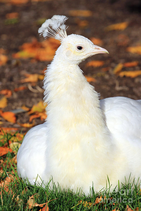 White Peacock Photograph by Jennifer Robin