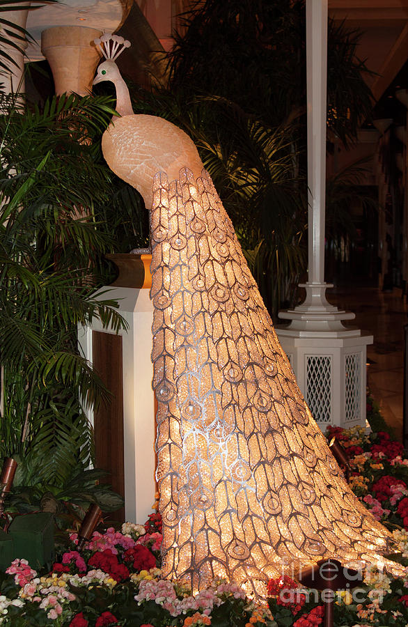 White Peacock Lamp Photograph by Linda Phelps