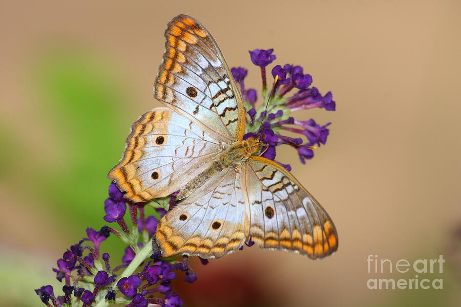White Peacock Butterfly on Purple blooms Photograph by Ruth Jolly