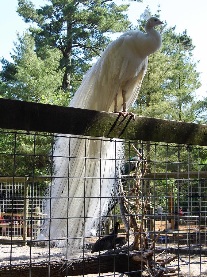 White Peacock Queen Photograph by Darla Wilson - Fine Art America