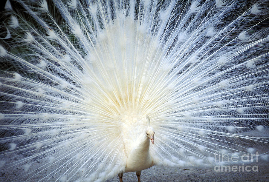 White Peacock Photograph by Rita Ariyoshi - Printscapes