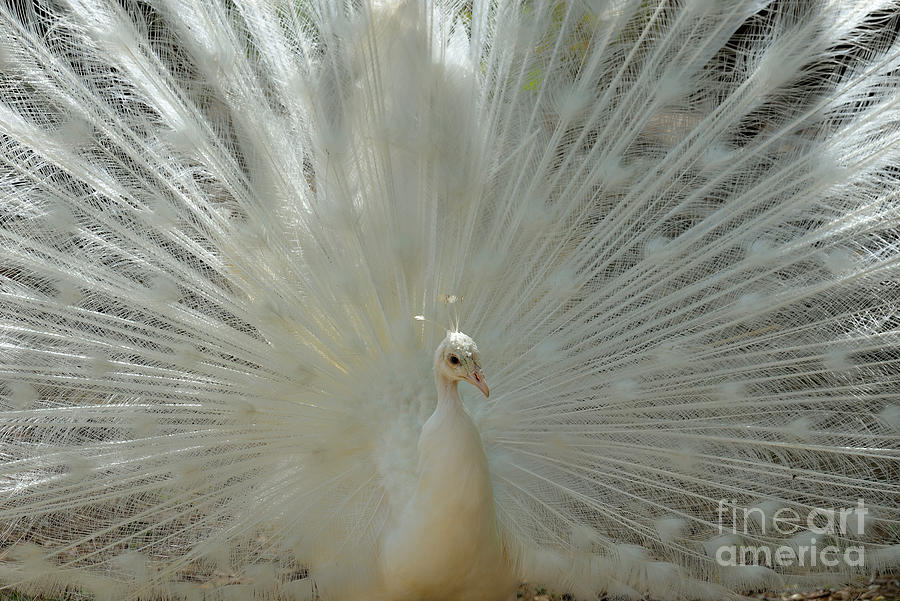 Peacock Photograph - White peacock with open tail by George Atsametakis