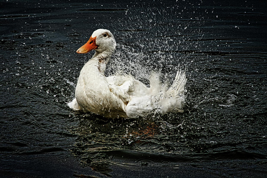 White Pekin Duck Photograph by Richard Gregurich