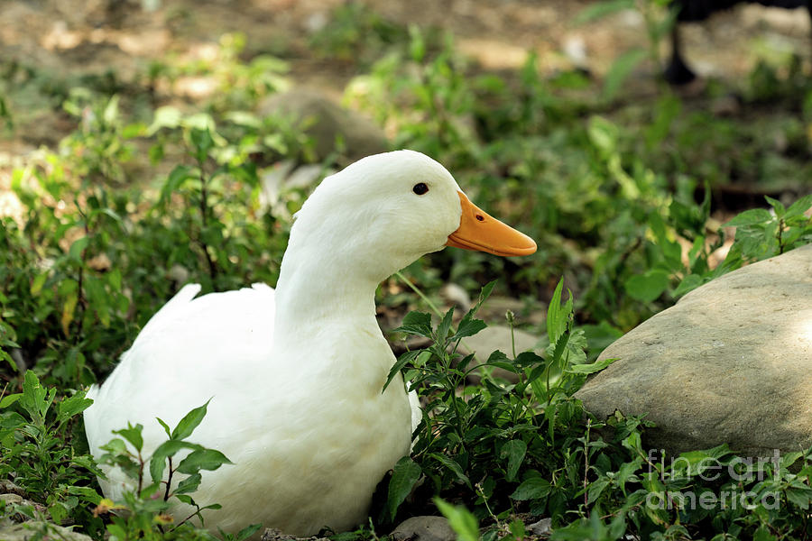 White Pekin Duck Photograph by Sam Rino
