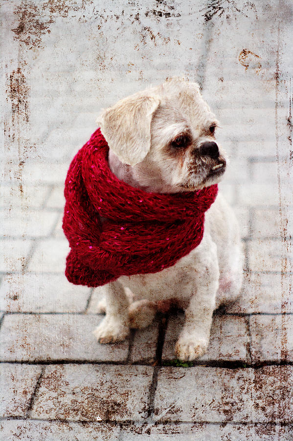Suzanne Powers Photograph - White Pekingese Wearing A Red Scarf by Suzanne Powers