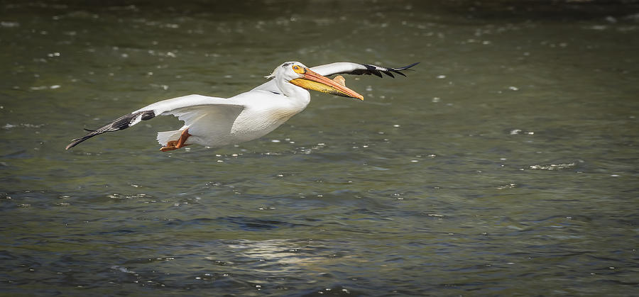 White Pelican 1-2015 Photograph by Thomas Young