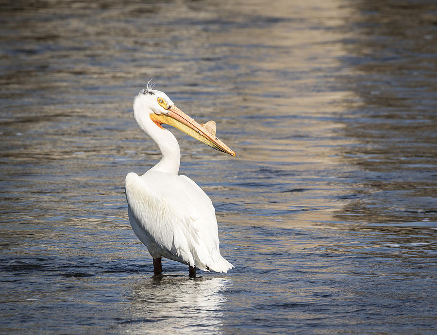 White Pelican 2-2015 Photograph by Thomas Young
