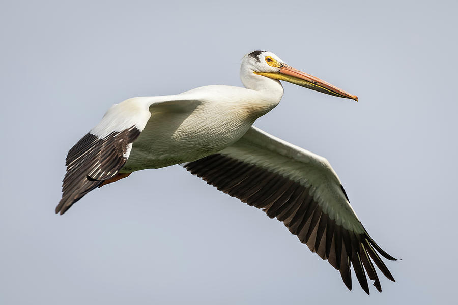 White Pelican 2016-1 Photograph by Thomas Young