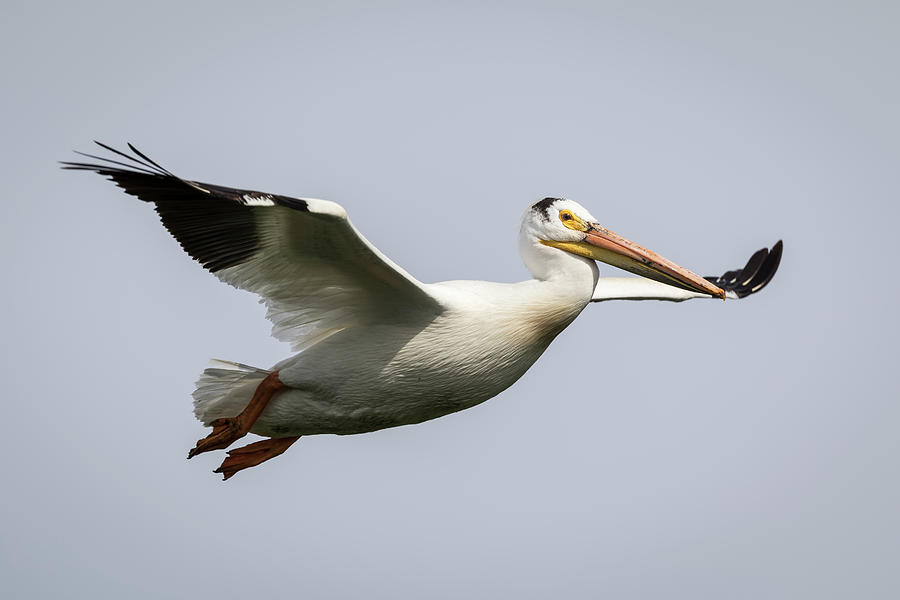 White Pelican 2016-2 Photograph by Thomas Young