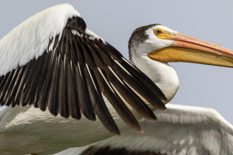 White Pelican 2016-3 Photograph by Thomas Young