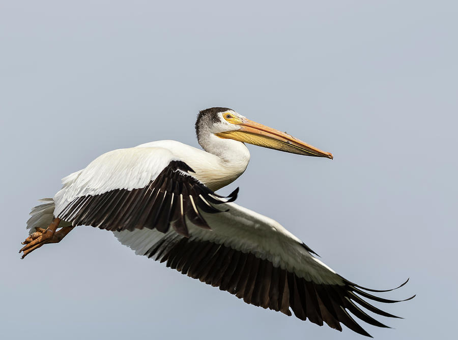 White Pelican 2016-4 Photograph by Thomas Young