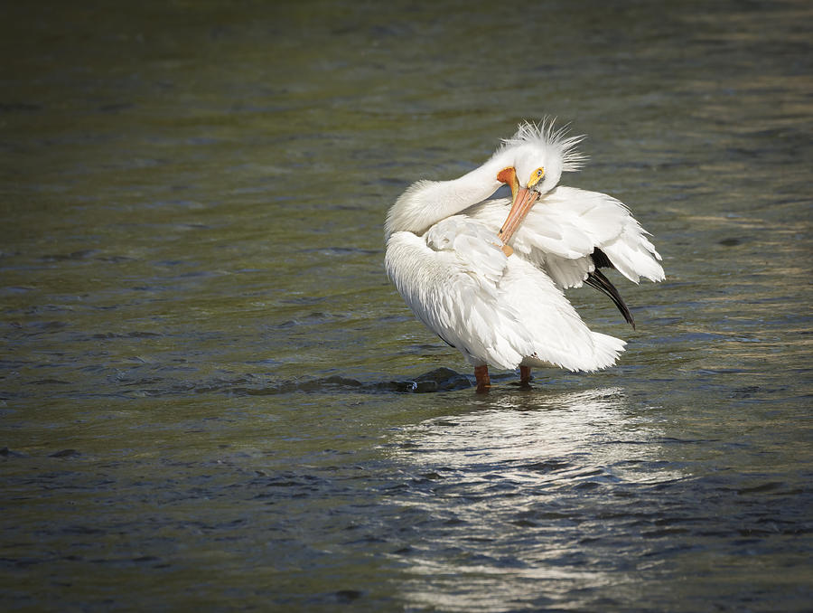White Pelican 3-2015 Photograph by Thomas Young