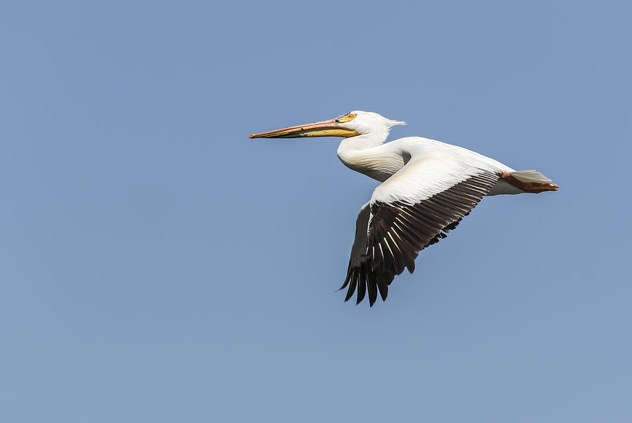 White Pelican 4-2015 Photograph by Thomas Young