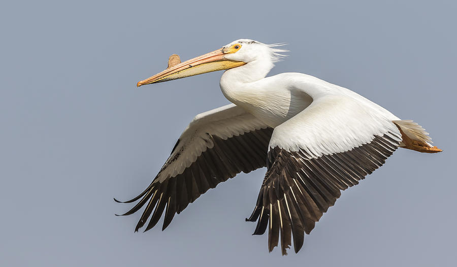 White Pelican 5-2015 Photograph by Thomas Young