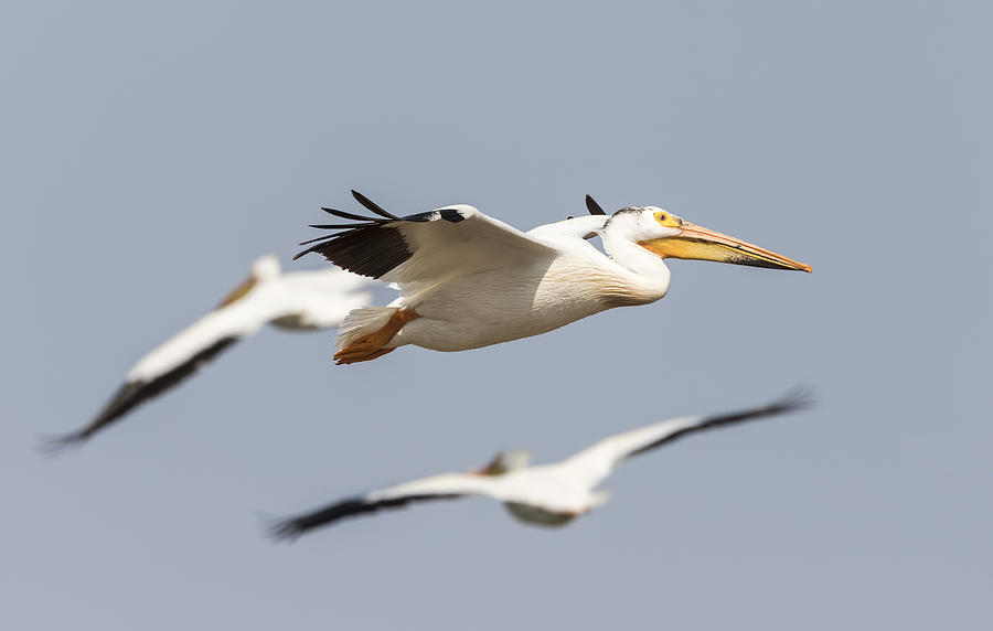 White Pelican 6-2015 Photograph by Thomas Young