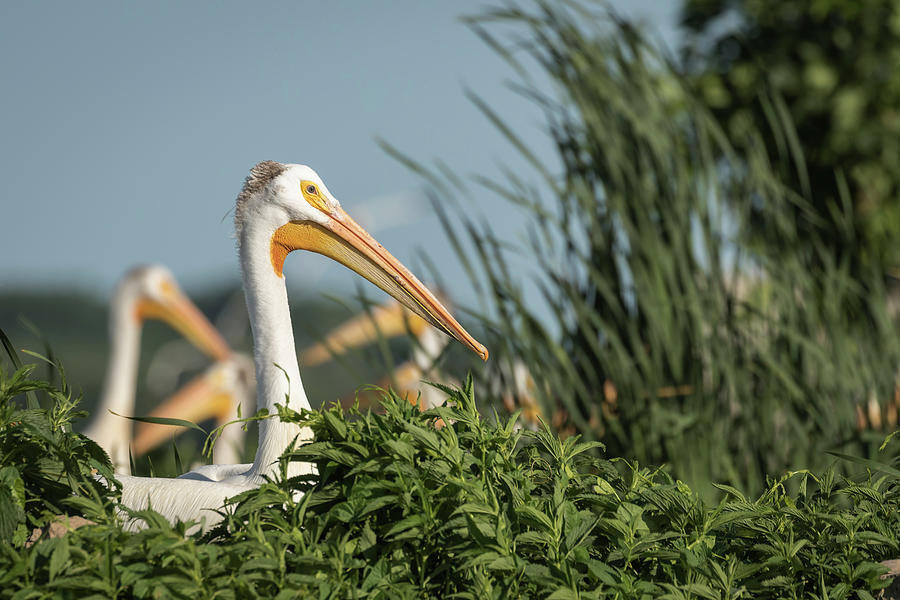 White Pelican 7-2015 Photograph by Thomas Young