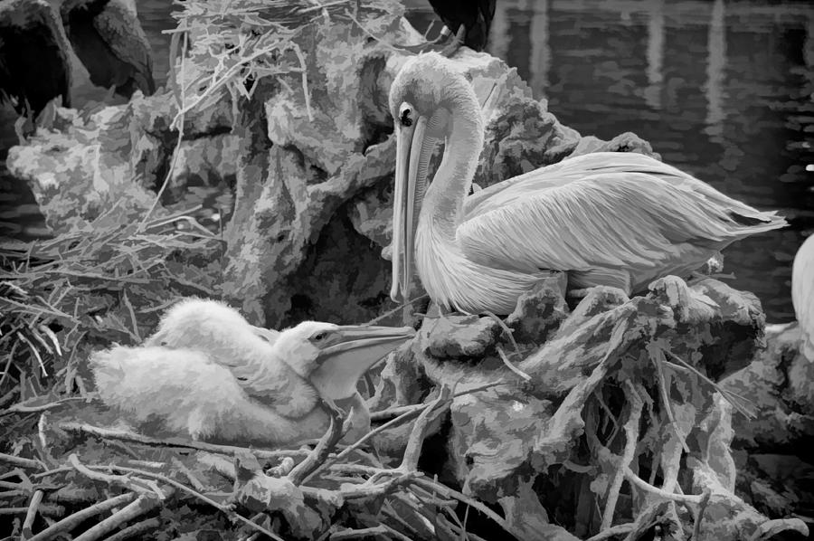White Pelican and Baby Photograph by Ginger Wakem