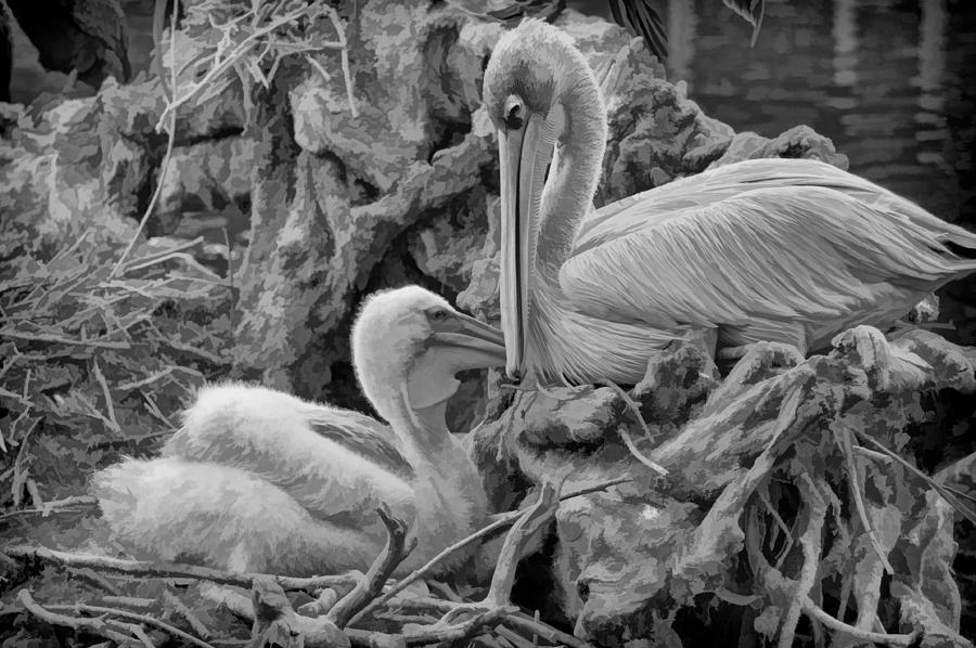 White Pelican and Baby in Nest Photograph by Ginger Wakem