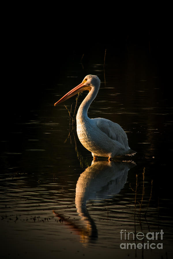 Wildlife Photograph - White Pelican At Dawn by Robert Frederick