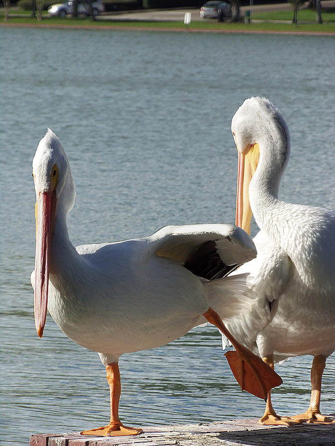 White Pelican Photograph by Christopher Mercer