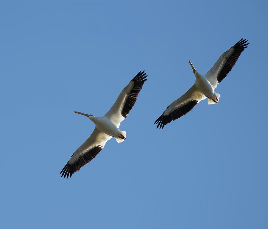White Pelican Couple Photograph by Richard Goldman