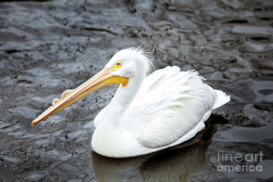 White Pelican Photograph by David Millenheft