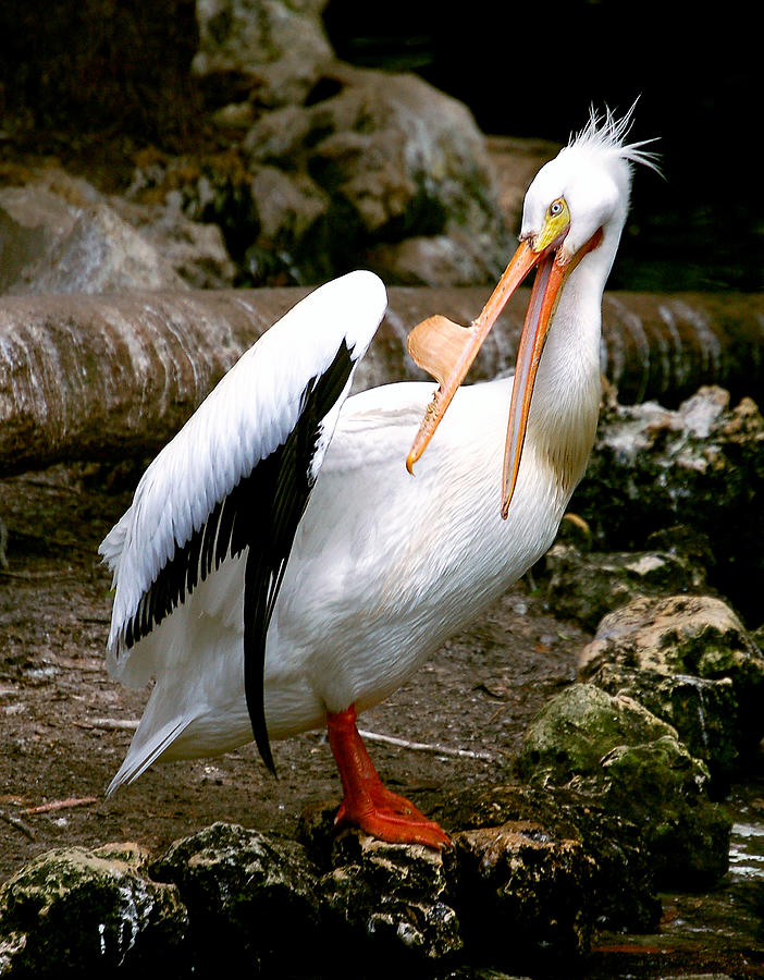 White Pelican Photograph by Donna Proctor
