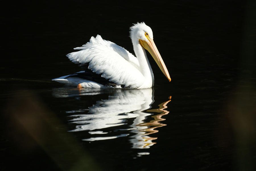 White Pelican Photograph by Ernest Echols