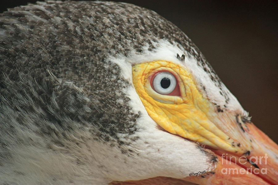 Pelican Photograph - White Pelican Eye by Terri Mills