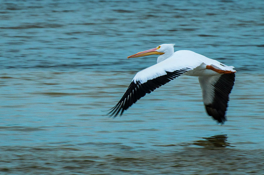 White Pelican Flight 9845 Photograph by Ginger Stein